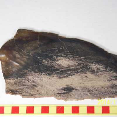 Fossilized Plant