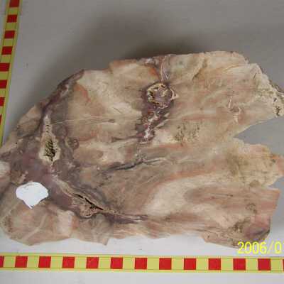 Fossilized Plant