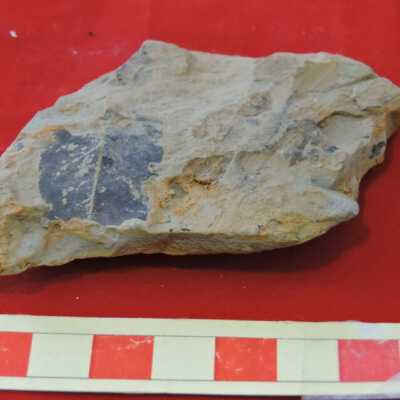 Shale