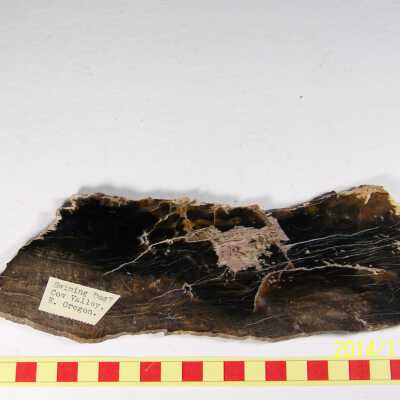 Fossilized Plant