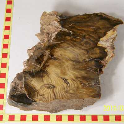 Fossilized Plant