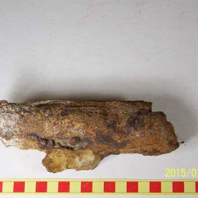 Fossilized Plant