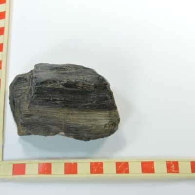 Petrified Wood