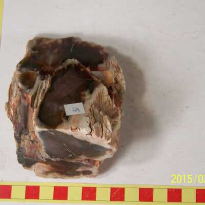 Fossilized Plant