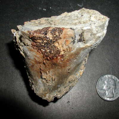 Fossil