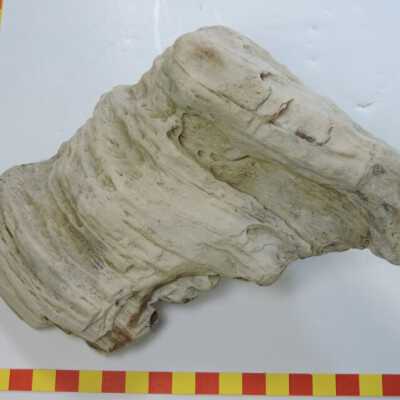 Petrified Birch