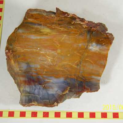 Fossilized Plant