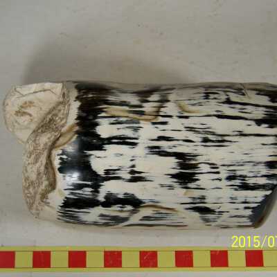 Fossilized Plant