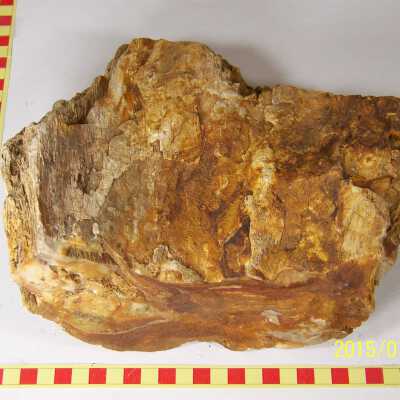 Fossilized Plant
