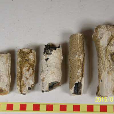 Fossilized Plant