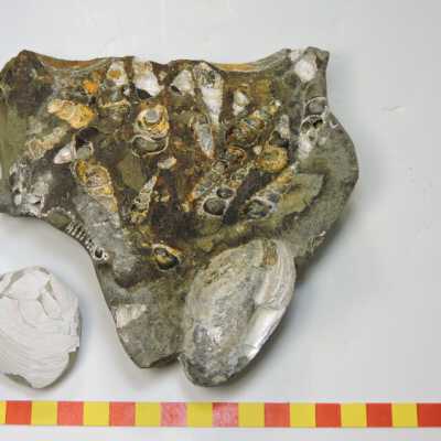 Bivalve