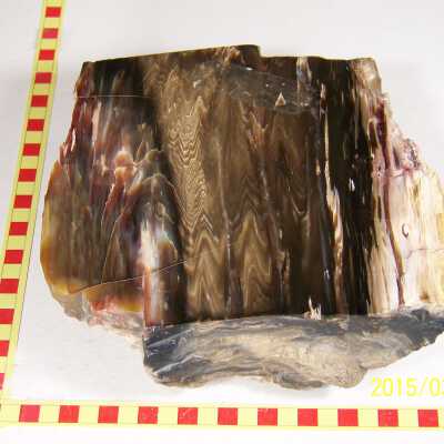 Fossilized Plant