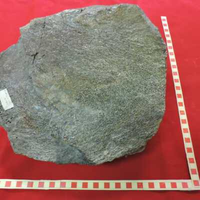Fossilized Animal