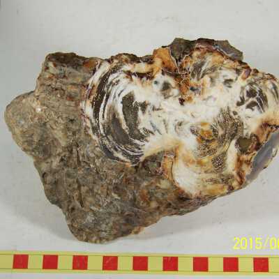 Fossilized Plant