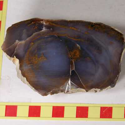 Fossilized Plant