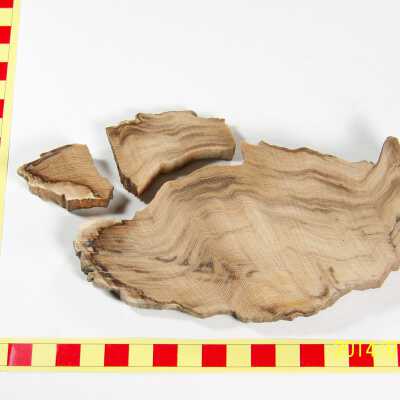 Fossilized Plant