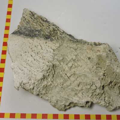Algal Reef