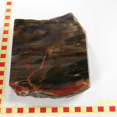 Fossilized Plant