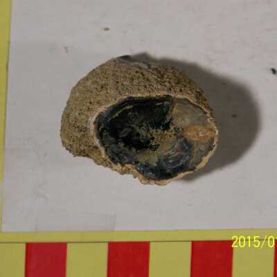Fossilized Plant