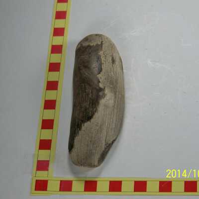 Fossilized Plant