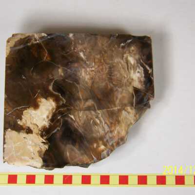 Fossilized Plant