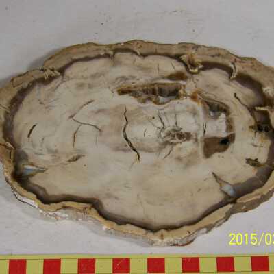 Fossilized Plant