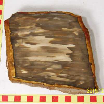 Fossilized Plant