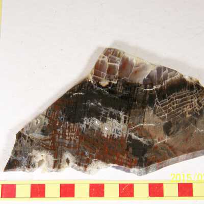 Fossilized Plant