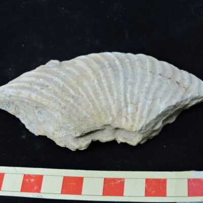 Ammonite