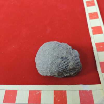 Brachiopod