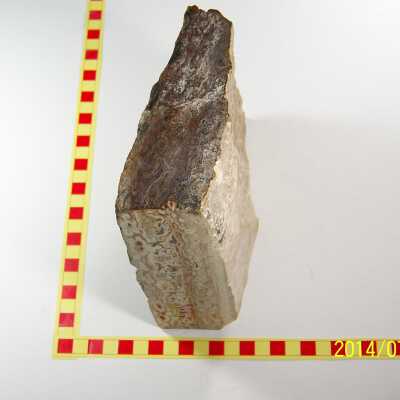 Fossilized Plant