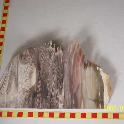 Fossilized Plant