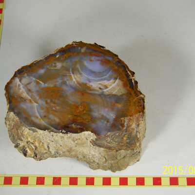 Fossilized Plant
