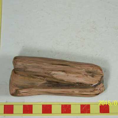 Fossilized Plant