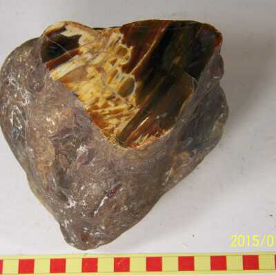 Fossilized Plant