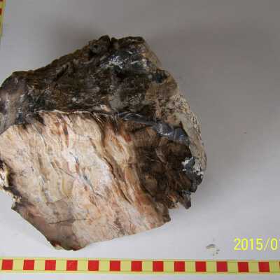 Fossilized Plant