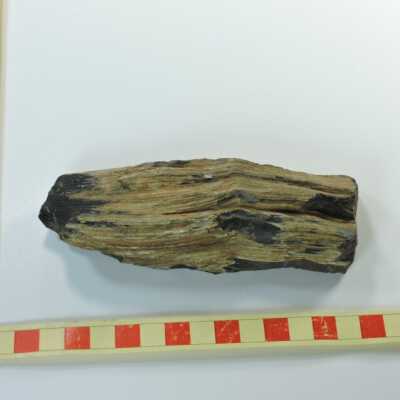 Petrified Wood