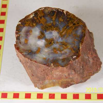 Fossilized Plant