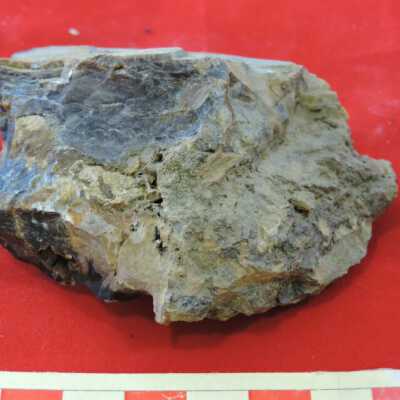 Petrified Wood