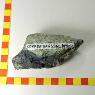 Fossil Wood With Copper