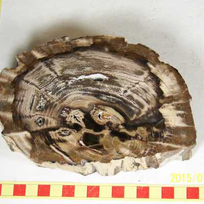 Fossilized Plant