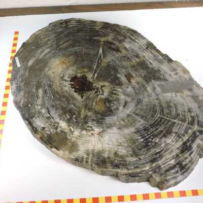 Opalized wood