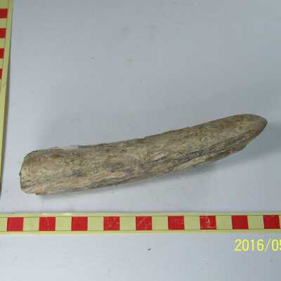 Fossilized Plant