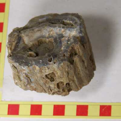 Fossilized Plant