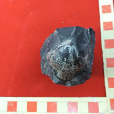Brachiopod