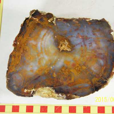 Fossilized Plant