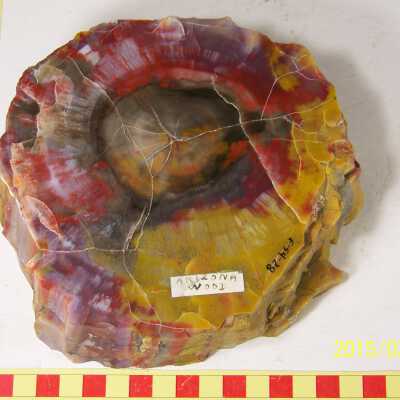 Fossilized Plant