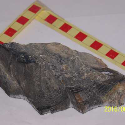 Fossilized Plant