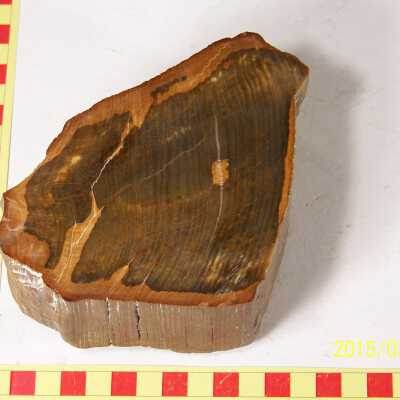 Fossilized Plant