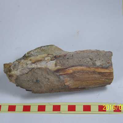 Fossilized Plant